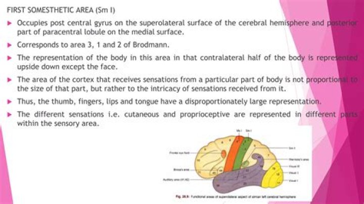 What is Somesthetic area of brain?