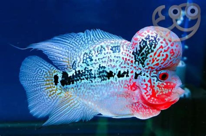 What is special about Flowerhorn fish?