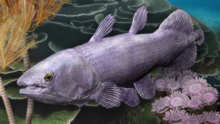 What is the biggest fish alive right now?