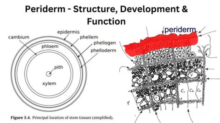 What is the difference between phellogen and phelloderm?