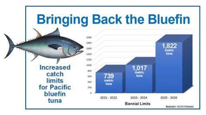 What is the population of bluefin tuna?