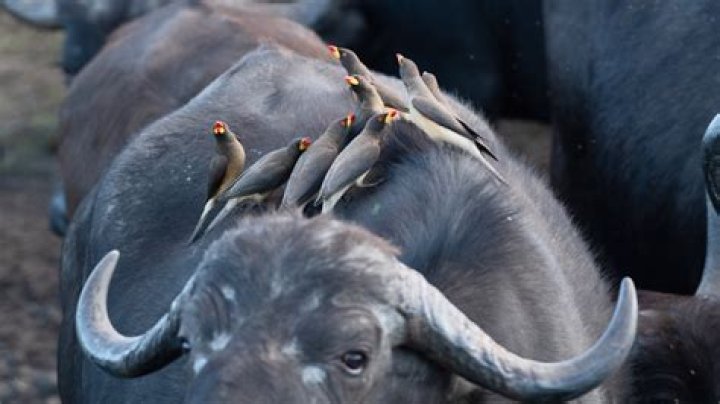 What is the relationship between the oxpecker and the hippo?
