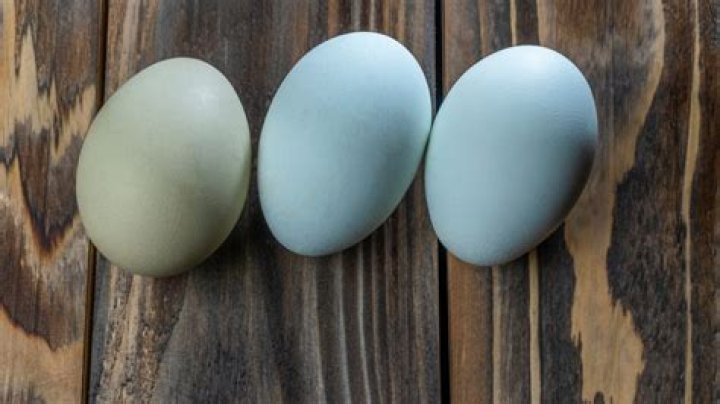 What kind of chicken lays greenish blue eggs?
