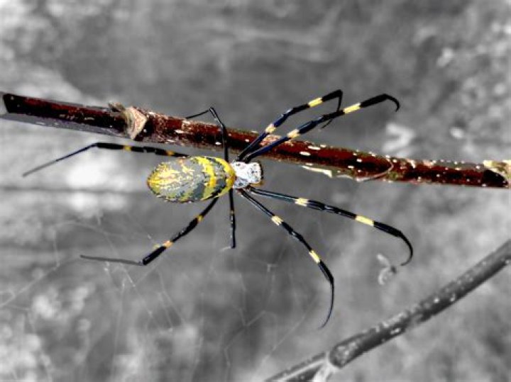 What kind of spider makes a vertical web?