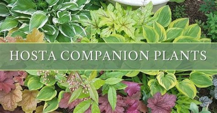What looks good planted with hostas?