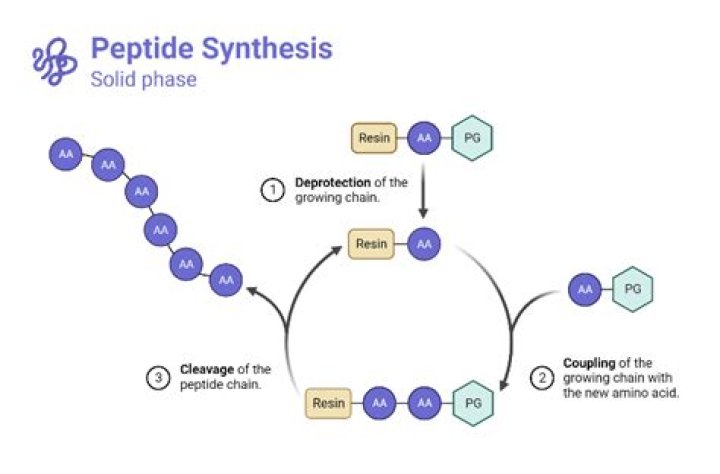 What method is used to chemically synthesize peptides?