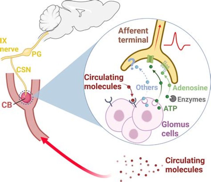 What stimulates chemoreceptors to function?