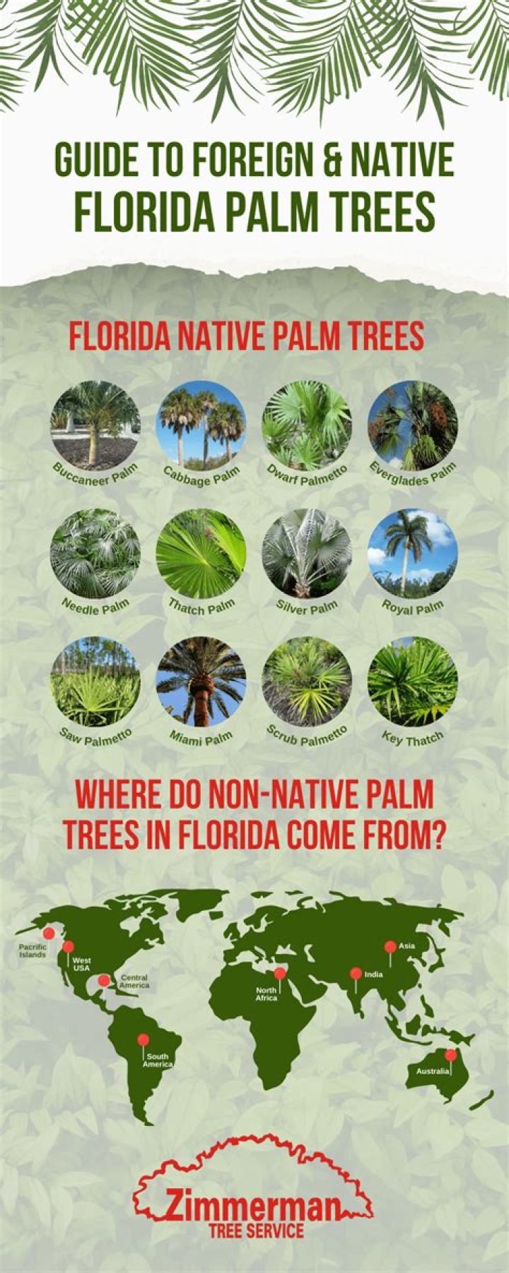 What tree is native to Florida?