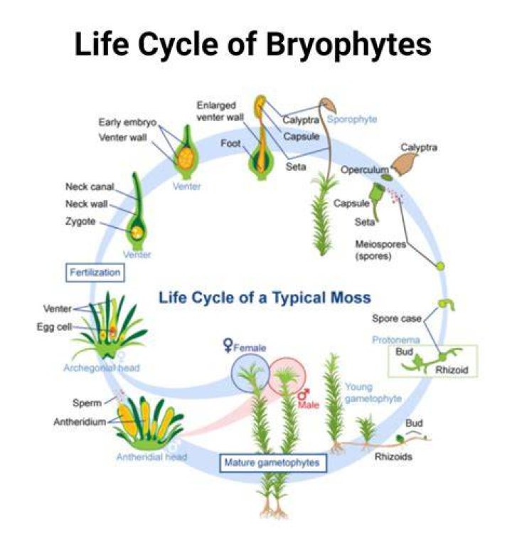 What type of life cycle is practiced by bryophytes?