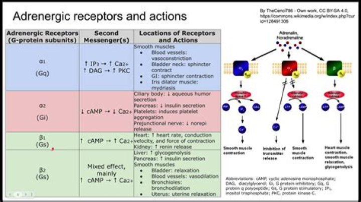 Where are Fc gamma receptors located?