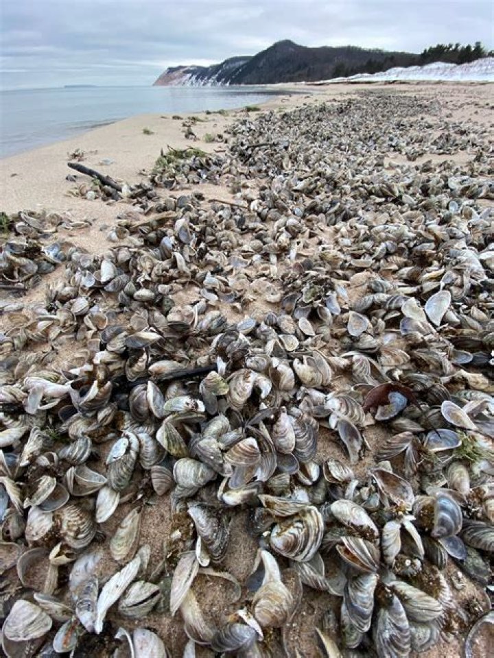 Where did quagga mussels originate?