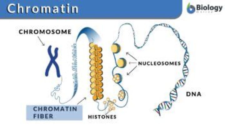 Which region of chromatin is transcriptionally inactive?