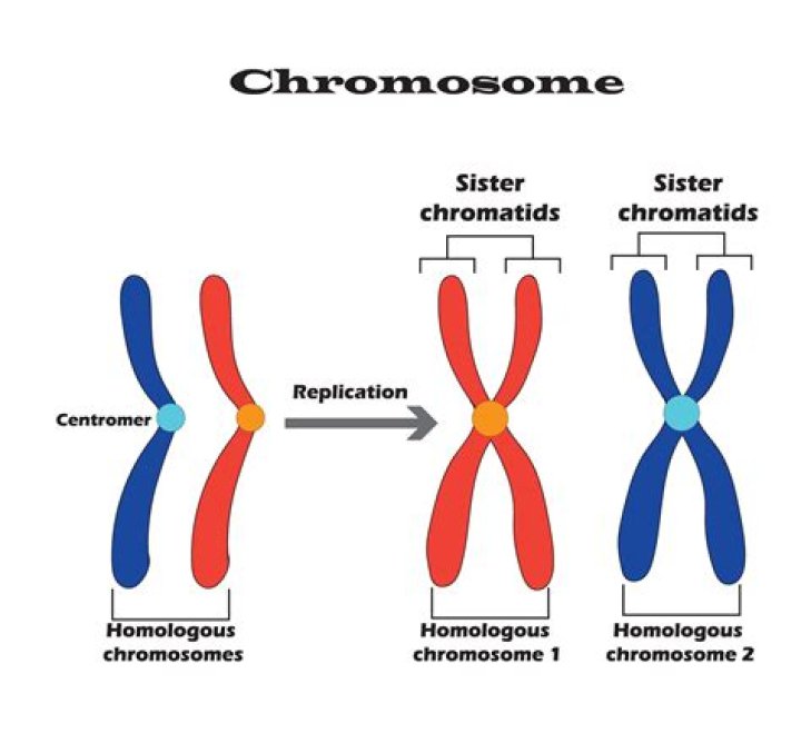 Why is it necessary that each chromosome have two sister chromatids?