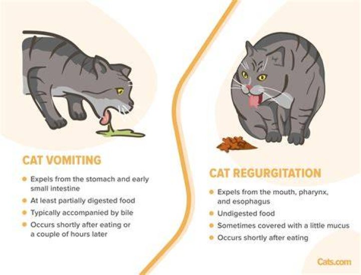 Why is my cat throwing up and acting lethargic?